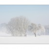 Bild des Monats März 2011 - 3. Platz