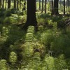 'Urwald - Dagmar Hentschel'
