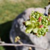 'Kirschbaum'