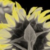 'Sonnenblume 1 x anders'