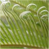 'Palmwedel'