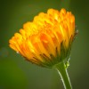 'Ringelblume'