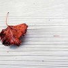 'ein blatt'