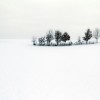 'baumgruppe am horizont'