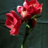 'flower'