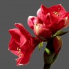 'flower'