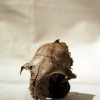 'bones'