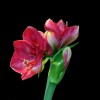 'flower'
