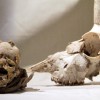 'bones'