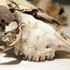 'bones'