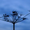 'Himmelblau und Purpurschwarz'