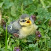 'Hilfe! Bin aus dem Nest gefallen!'
