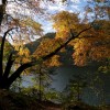 'Herbstwald 1'