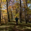 'Herbstwald 4'