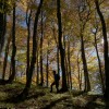 'Herbstwald 5'