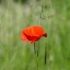 'Wiese 2'
