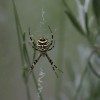 'Wespenspinne 1'