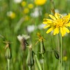 'Blumenwiese 1'