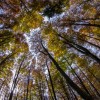 'Herbstwald 2'
