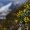 'Bergfrühling'