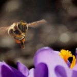 'Biene im Anflug'