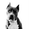 'Pitbull'