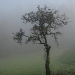'Nebel am Pinsdorfberg'