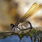 'Golden Dragonfly Trioplan'