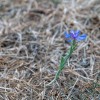 'einsame Kornblume'