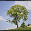'Frühling'
