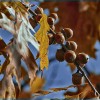 'Herbstzeit ... '