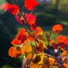 'bunter Herbst '