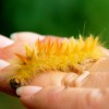 'Raupe a d Hand 03'