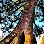 'Mammutbaum im Toscanapark'