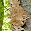 'Wunder der Natur'