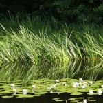 'Natur-Juwel Krottensee in Gmunden'