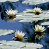 'Natur-Juwel Krottensee'