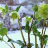 'der Fruehling naht'