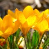 'Lichtblick fuer Gartenfreunde'