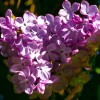'Bluetenzauber im Garten'