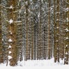 'Bäume über Bäume ... '