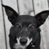 'der neugierige hund'