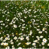 'Blumenwiese vorm Haus'