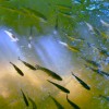 'fischreiches Gewaesser im Tierpark Wels'
