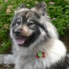'beauty dog'