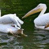 'Pelikane auf Futtersuche'