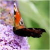 'am fliederbusch 06'