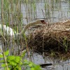 das Nest