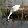 Am Nest