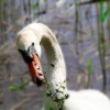 beim Nestbau